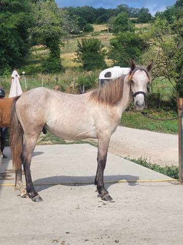 Gelding Exmoor For sale 2025 Other color