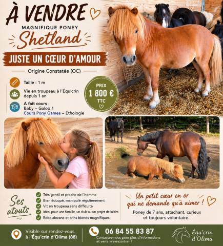 Gelding Shetland Pony For sale 2019 Chesnut