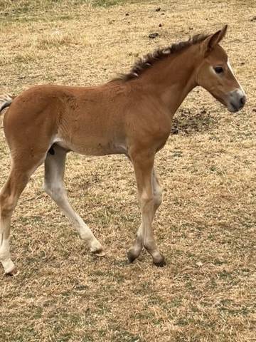 Colt Franche-Montagne For sale 2026 Bay
