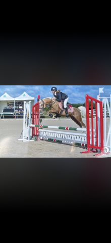 Entire Welsh Part Bred For sale 2021 Palomino