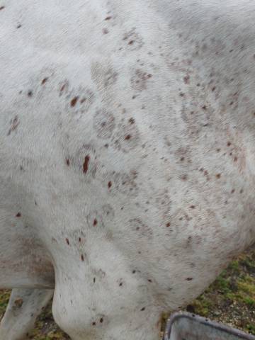 Filly Origin Recorded For sale 2025 Appaloosa