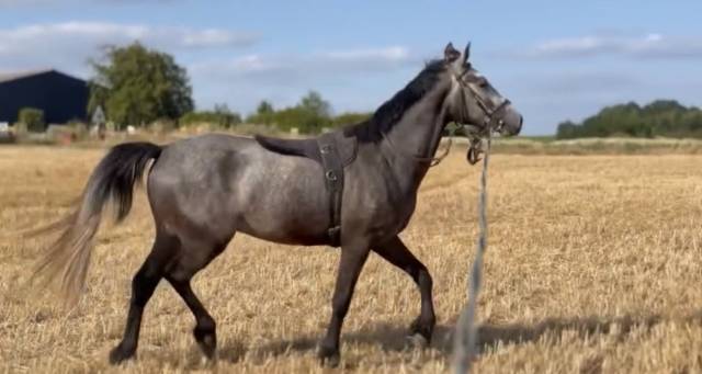 Gelding Connemara For sale 2023 Grey
