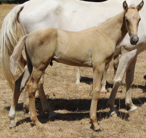 Colt Selle Fran&ccedil;ais For sale 2026 Palomino
