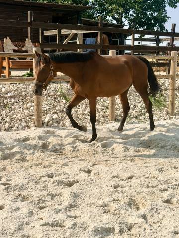 Mare Anglo-Arabian For sale 2019 Dark Bay