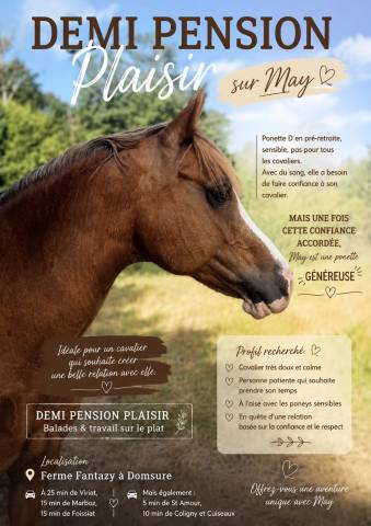 Mare New Forest Part-Livery 2022 Chesnut
