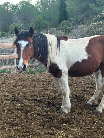 Gelding Pottok  For sale 2023 Coloured