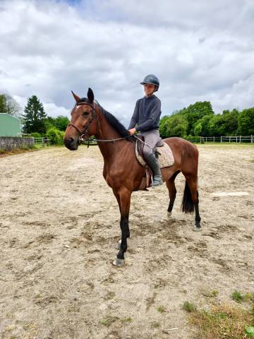 Gelding Selle Fran&ccedil;ais For sale 2022 Bay