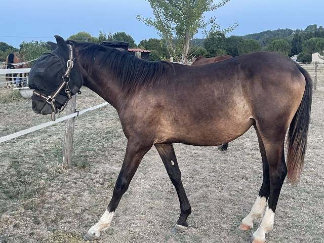 Mare French Saddle Pony For sale 2025 Dark Bay