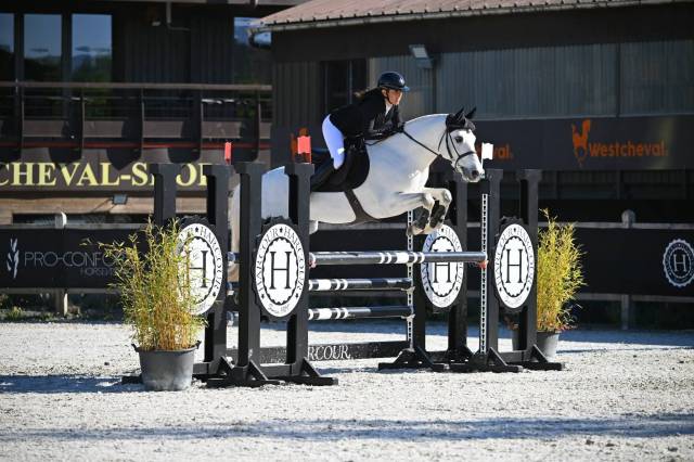 Gelding Connemara For sale 2017 Grey