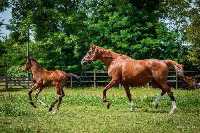 Mare English Thoroughbred For sale 2020 Chesnut