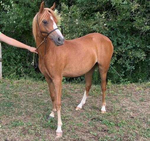 Filly Welsh Pony (Section B) For sale 2025 Chesnut