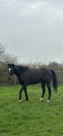 Broodmare Thoroughbred For sale 2018 Black