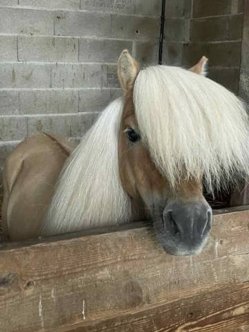 Stallion Shetland Pony For sale 2016 Dun