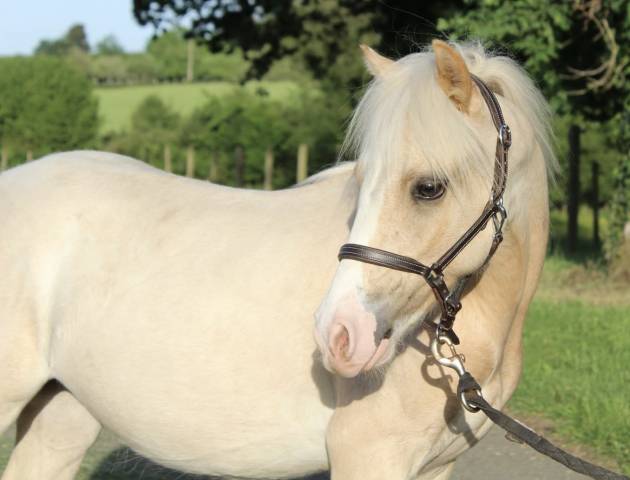 Colt Welsh Pony (Section B) For sale 2025 Palomino