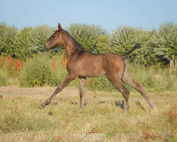 Filly Lusitano For sale 2026 Black