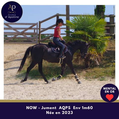 Mare AQPS For sale 2023 Dark Bay