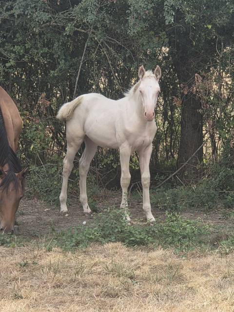 Filly Quarter For sale 2026 Cream