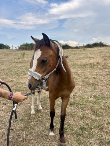 Filly Origin Recorded For sale 2025 Bay