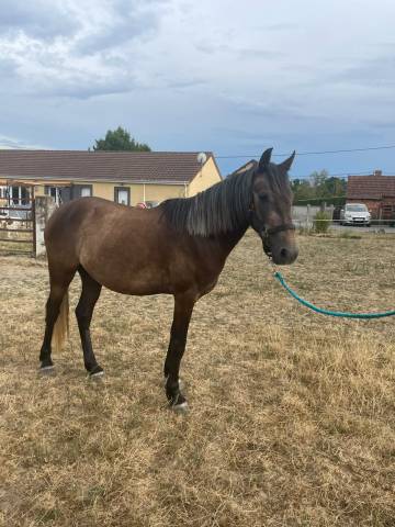Gelding Connemara For sale 2023 Grey