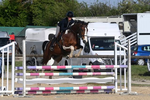 Gelding Selle Fran&ccedil;ais For sale 2020 Coloured