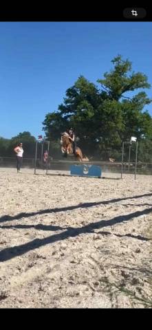 Gelding Origin Recorded For sale 2021 Chesnut