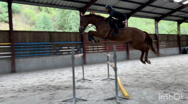 Gelding sBs Belgian Warmblood For sale 2019 Chesnut