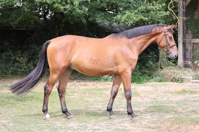Gelding Selle Fran&ccedil;ais For sale 2022 Bay