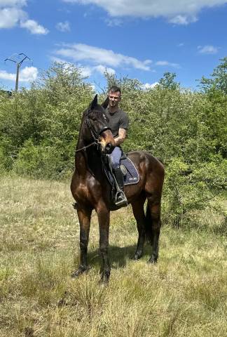Gelding sBs Belgian Warmblood For sale 2023 Bay
