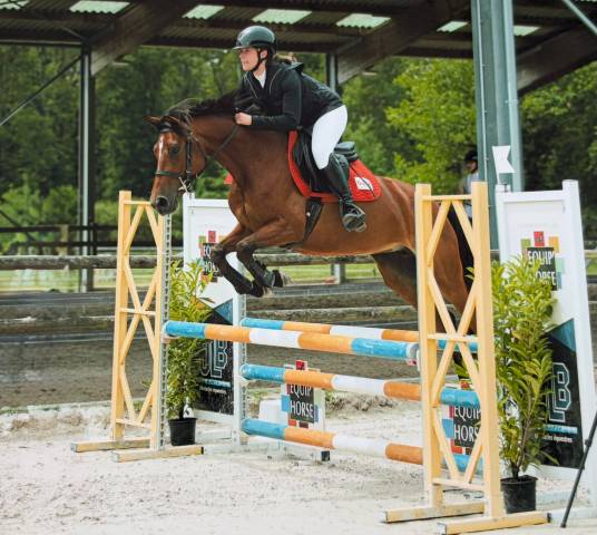 Mare French Saddle Pony For sale 2021 Bay