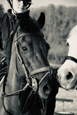 Mare French Saddle Pony For sale 2015 Black