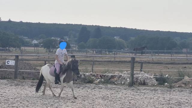 Mare Shetland Pony For sale 2023 Coloured