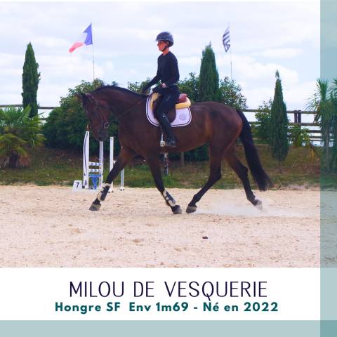 Gelding Selle Fran&ccedil;ais For sale 2022 Dark Bay