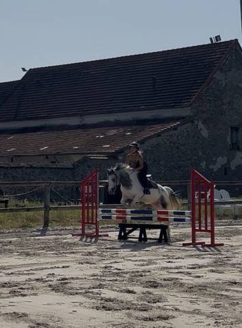 Gelding French Saddle Pony For sale 2022 Grey