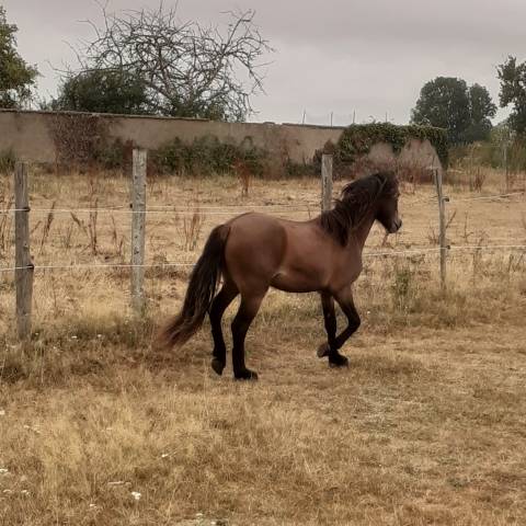 Gelding Dartmoor For sale 2025 Bay