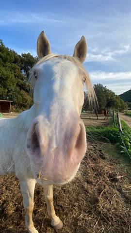 Gelding No Origin Recorded For sale 2018 Cream