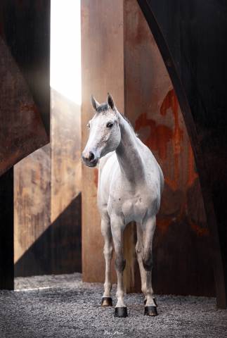 Mare Zangersheide For sale 2021 Grey