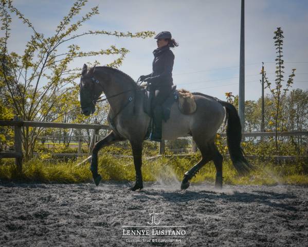Stallion Lusitano For sale 2018 Grullo