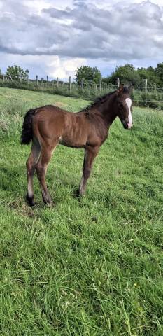 Colt French Saddle Pony For sale 2026 Bay