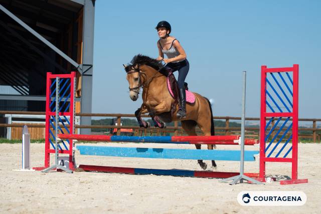Mare Connemara For sale 2020 Buckskin