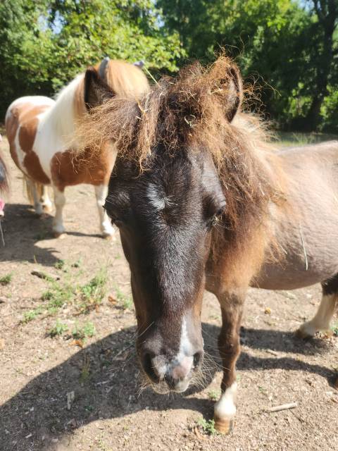 Gelding Shetland Pony For sale 2026 Grullo