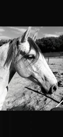 Gelding Lusitano For sale 2019 Grey