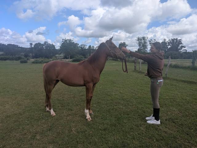 Filly Origin Recorded For sale 2025 Chesnut