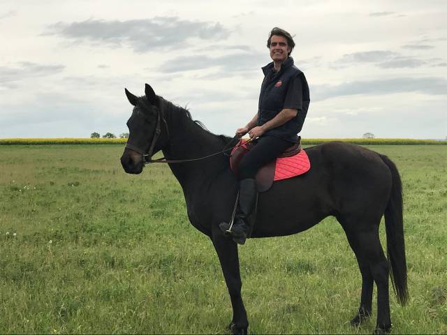 Gelding AQPS Free 2006 Dark Bay