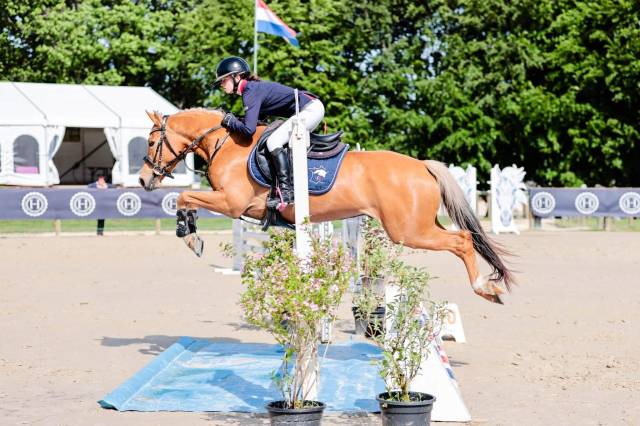 Gelding French Saddle Pony For sale 2020 Palomino