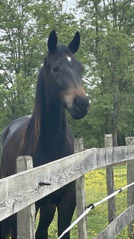 Gelding Selle Fran&ccedil;ais For sale 2024 Dark Bay