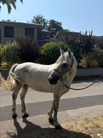 Gelding Connemara For sale 2019 Grey