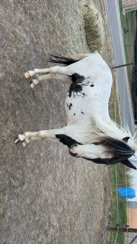 Stallion Falabella For sale 2024 Tovero