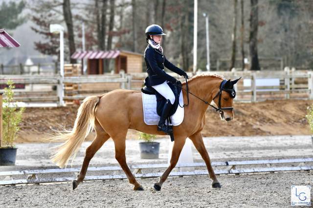 Gelding French Saddle Pony For loan 2012 Silver dapple