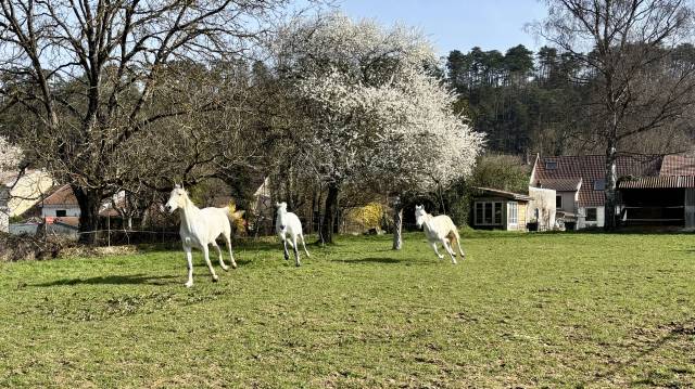 Gelding Dutch Riding Pony Part-Livery 2013 Grey