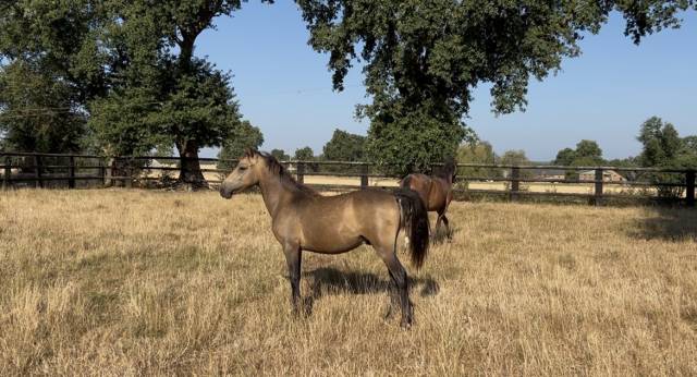 Gelding Welsh Part Bred For sale 2025 Buckskin